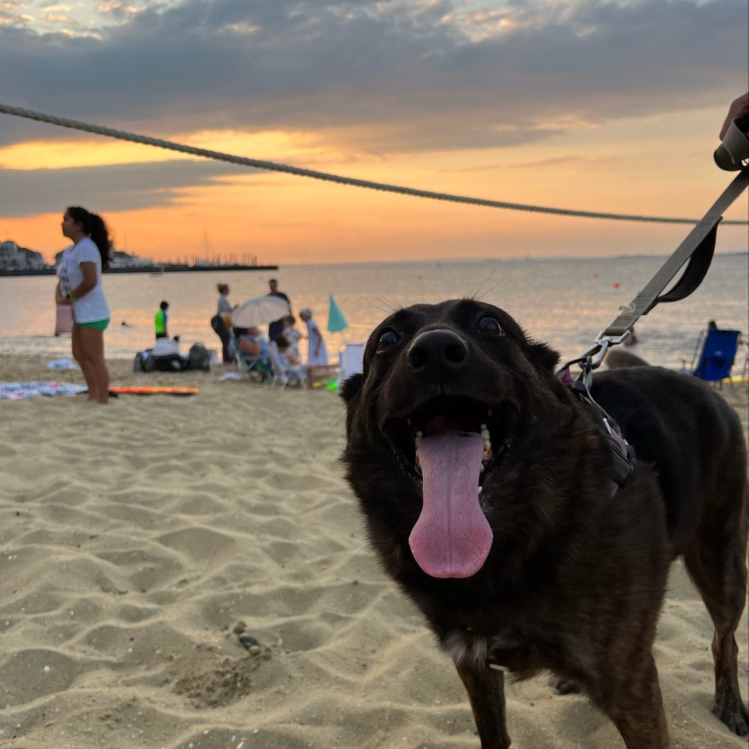 dog on beach
