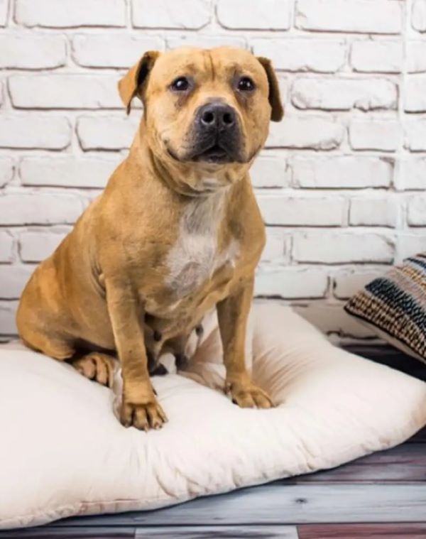 dog sitting on pillow