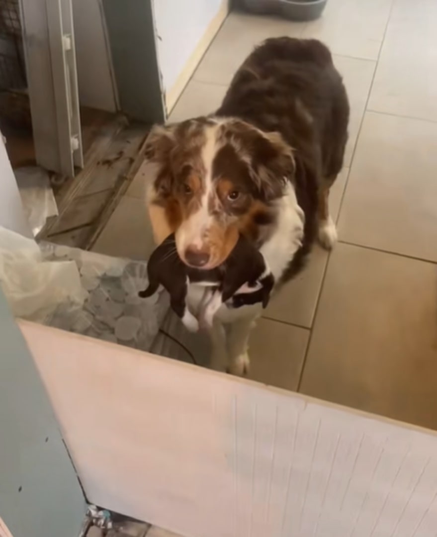 dog with puppy's nose in mouth and standing on tiles