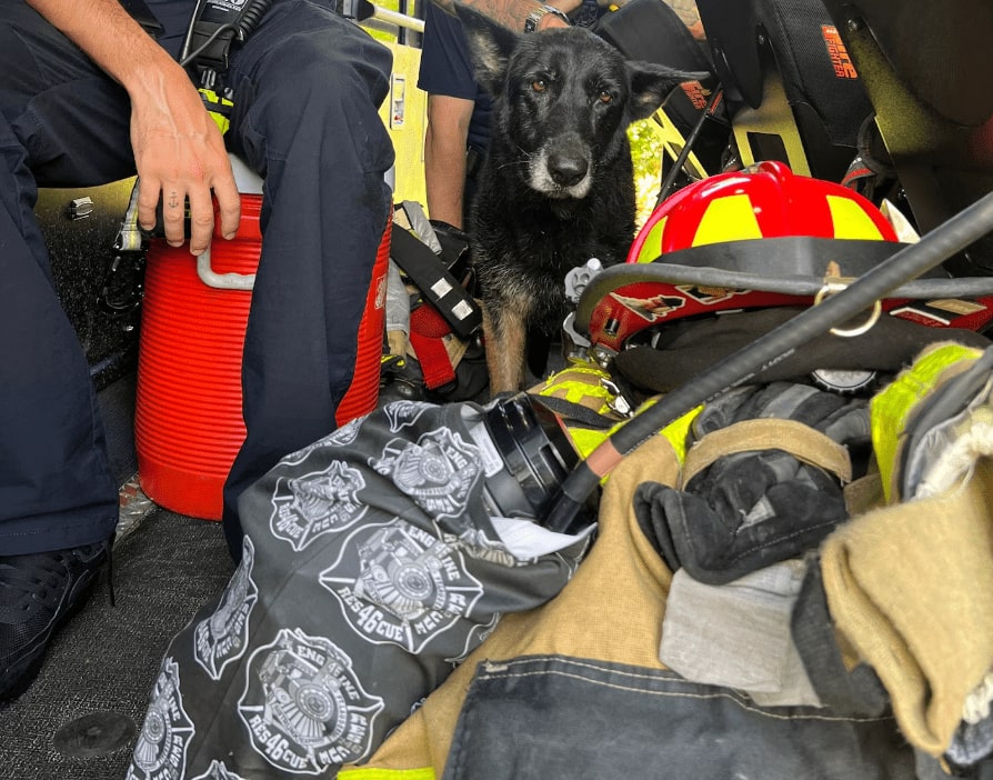 firefighters and black dog