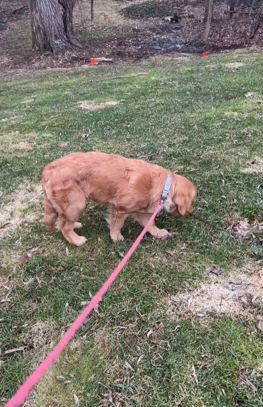 golden retriever on leash