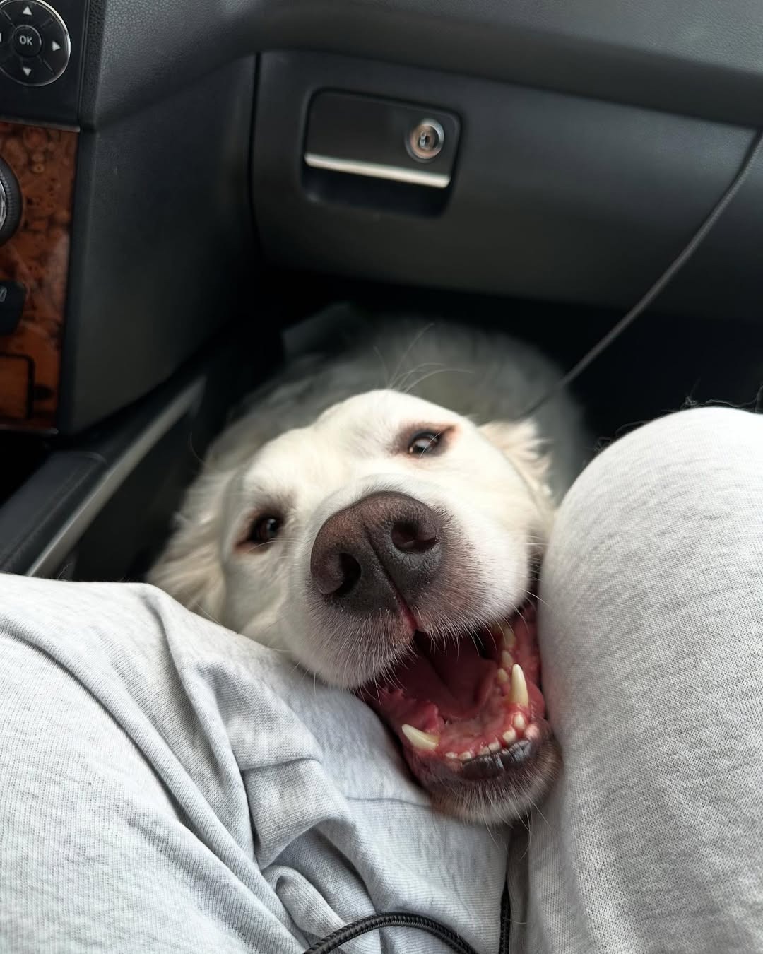 happy deaf dog in car