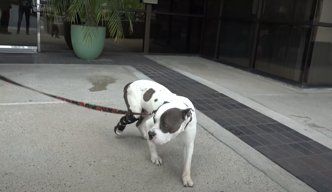 injured white dog on leash