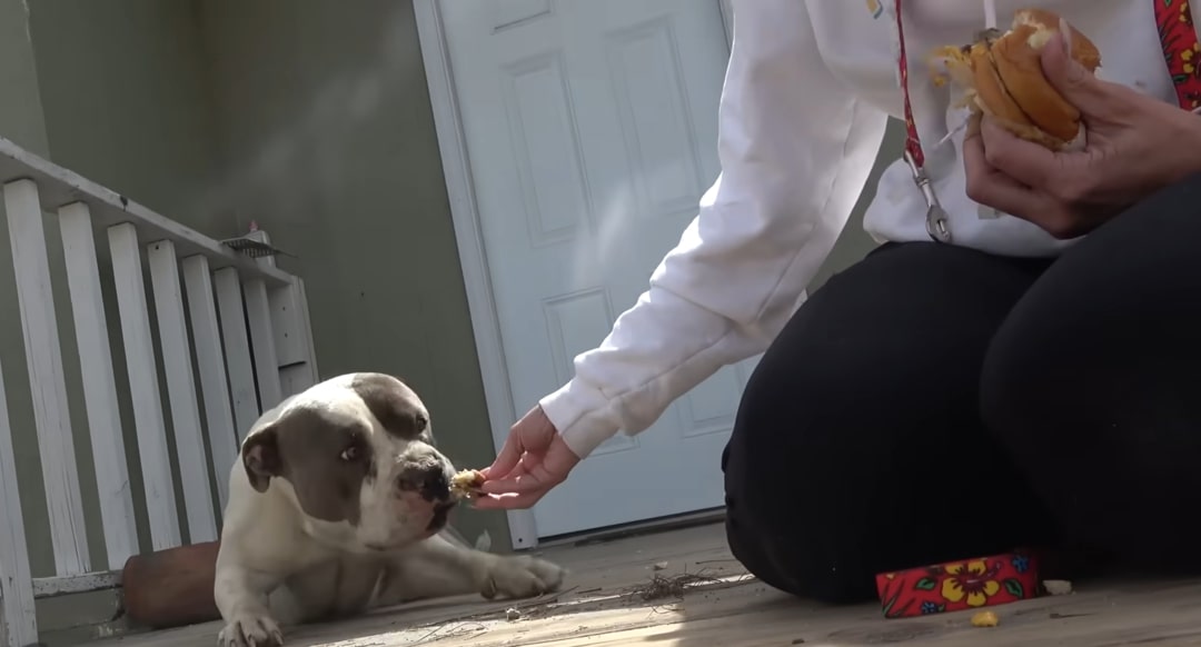 man feeding a dog on porch