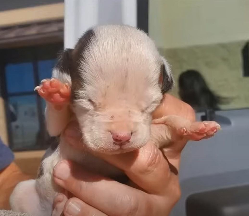 newborn puppy