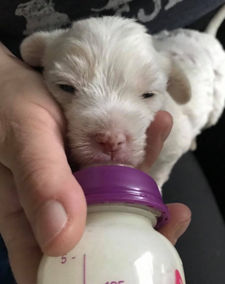 owner feeding a white puppy