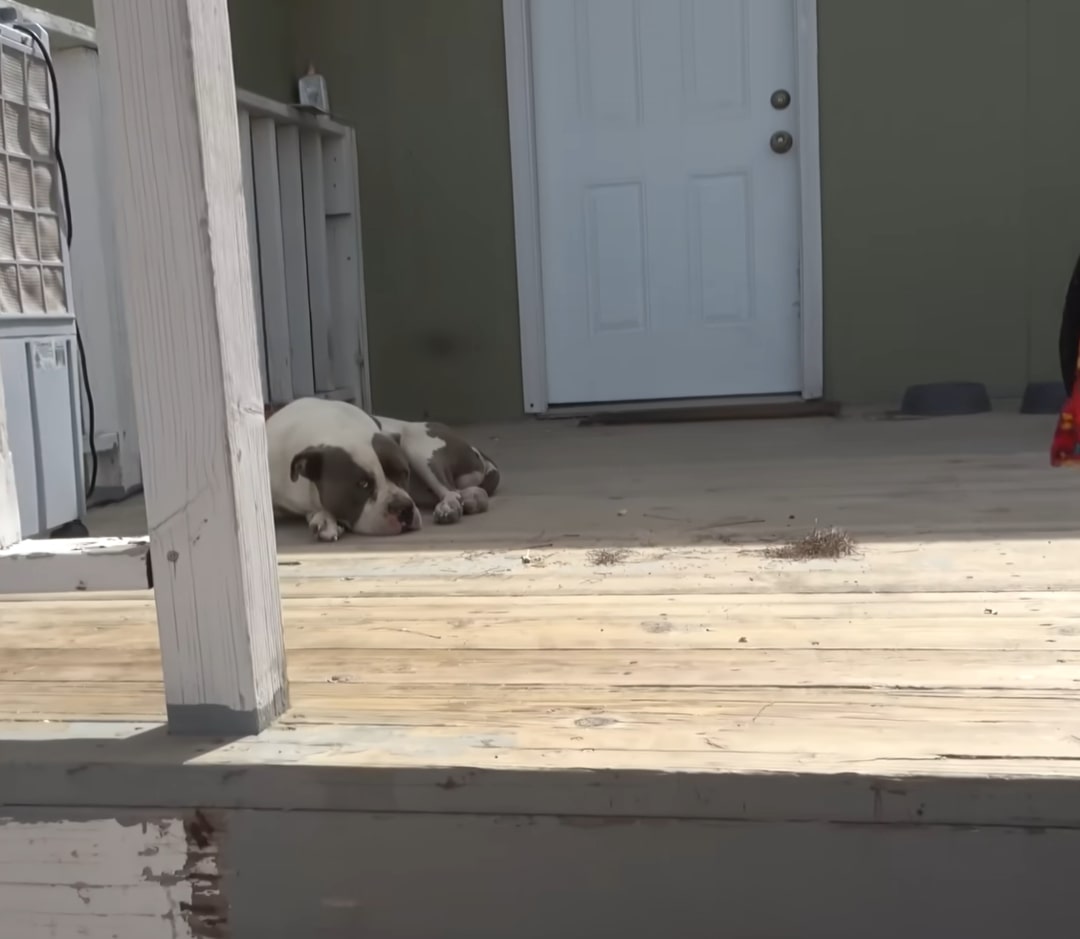 pup on porch