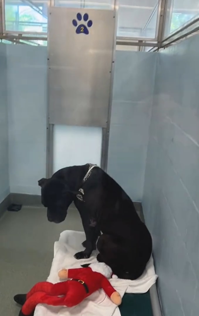 sad black dog in shelter