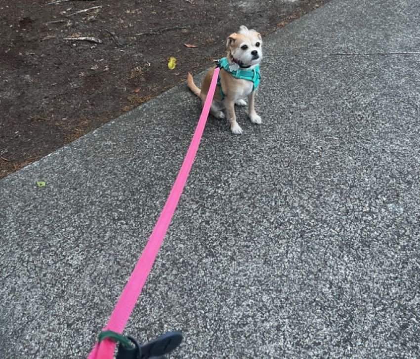 sweet dog on leash