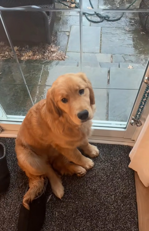 sweet golden retriever