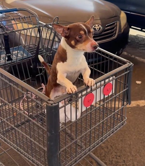 sweet pup in cart