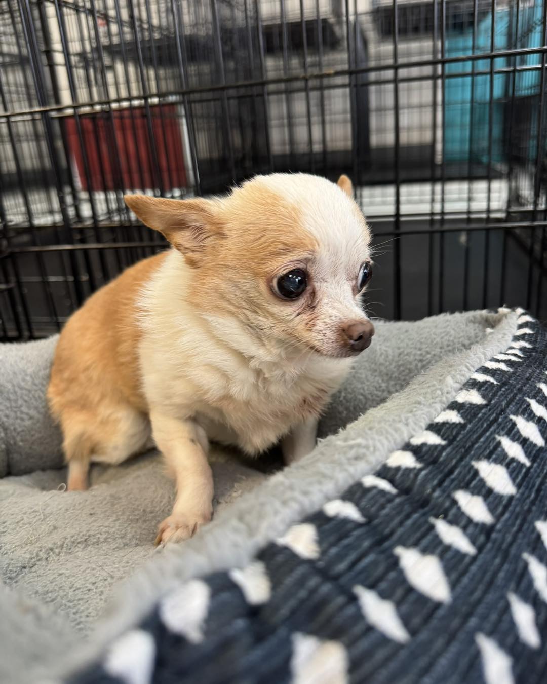 sweet tiny chihuahua