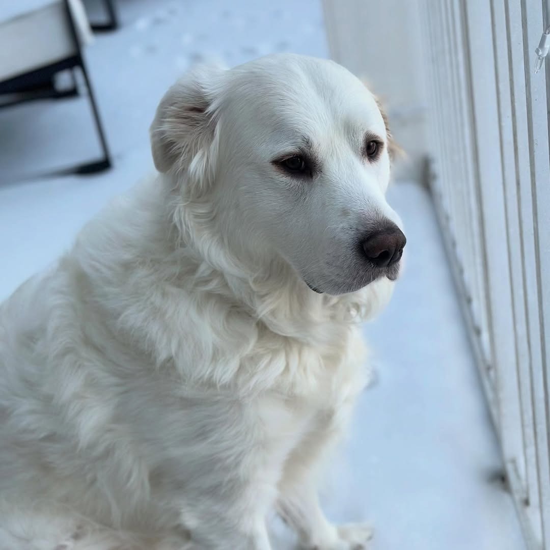 sweet white deaf dog