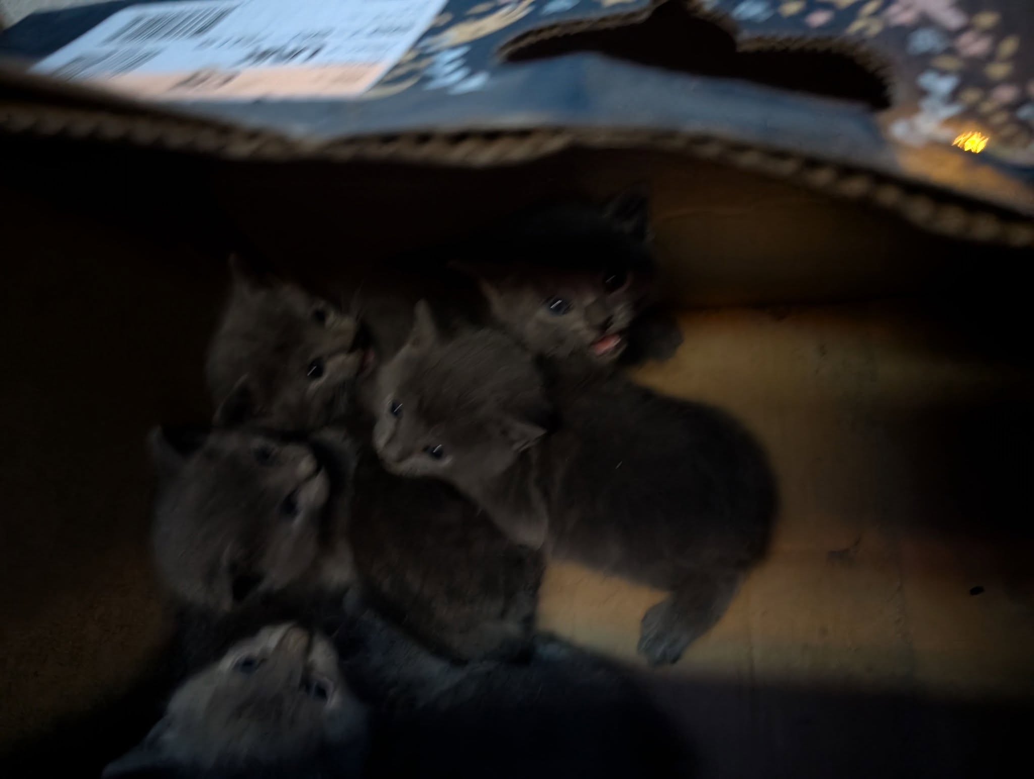 tiny black kittens