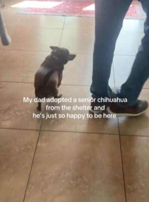 tiny chihuahua