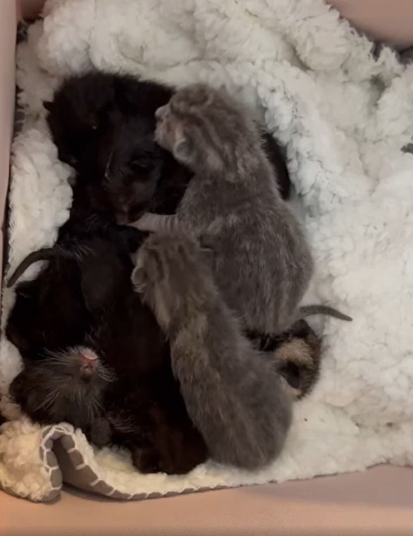 tiny newborn kittens
