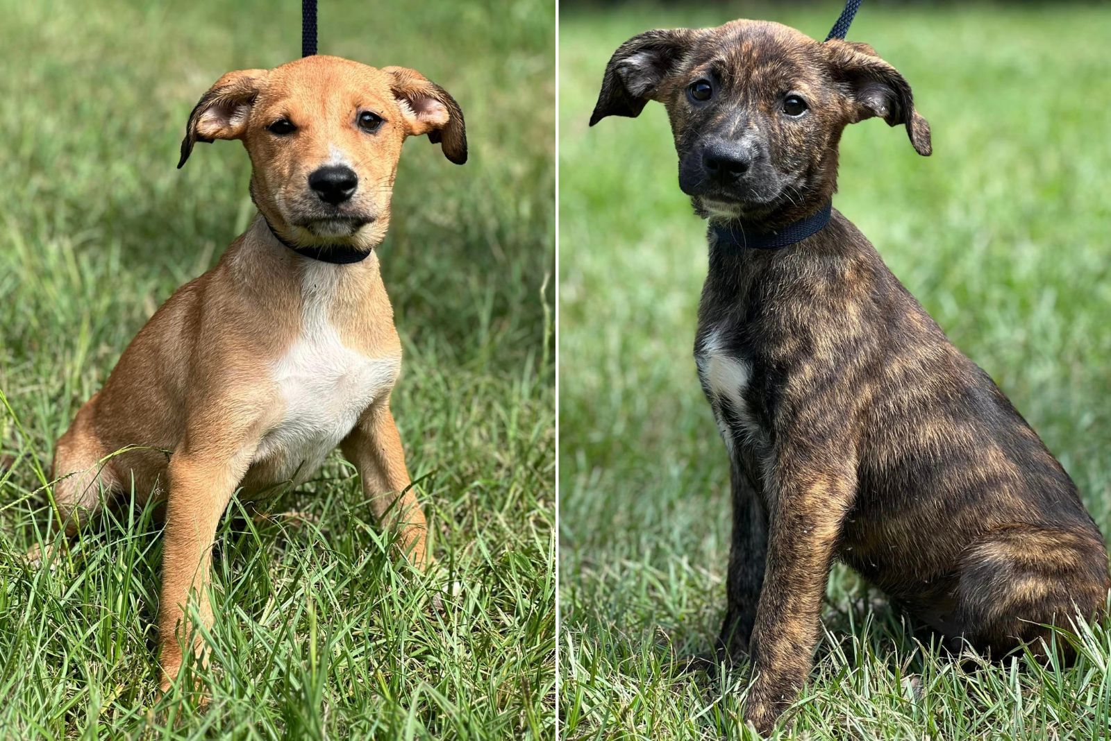 tiny puppies on leash