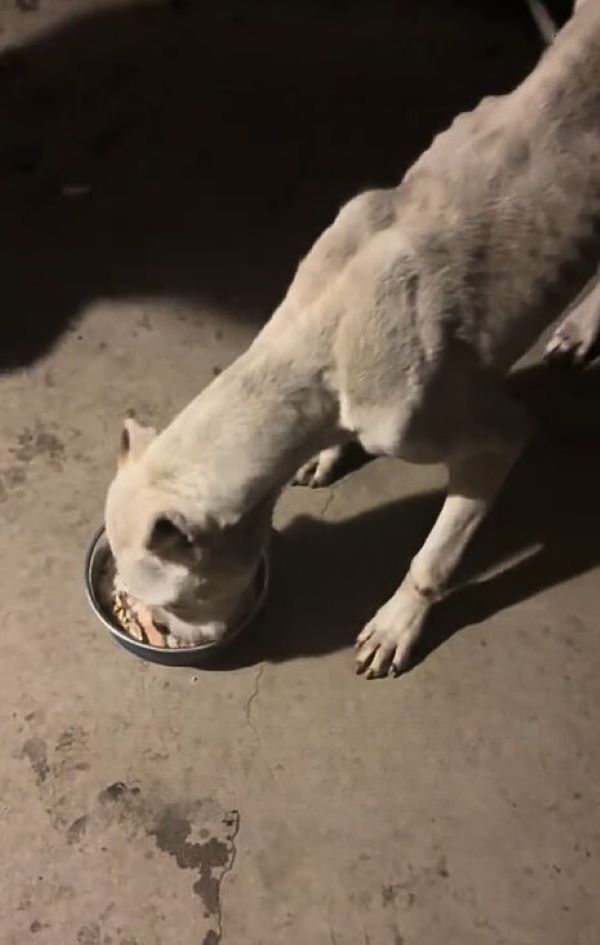 white dog eating