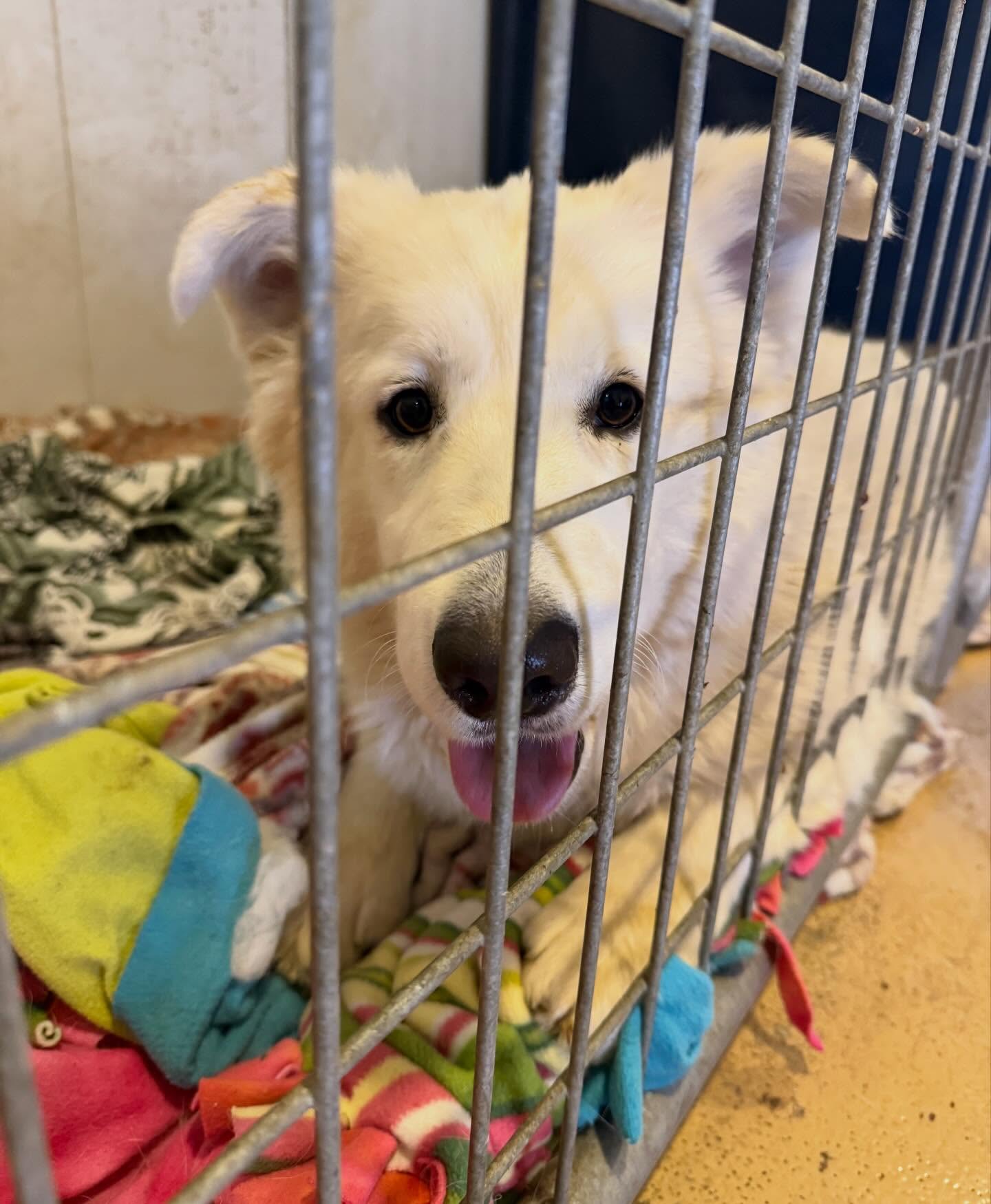 white dog laying down