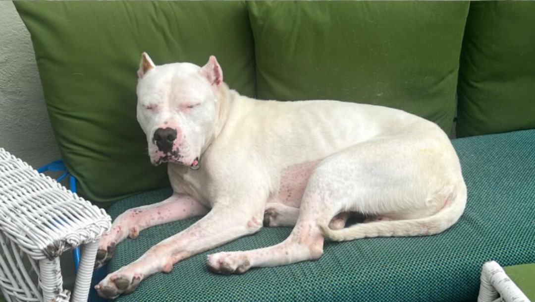 white dog laying on couch