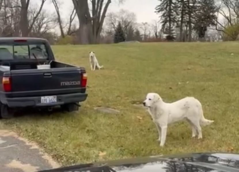 white dogs on field
