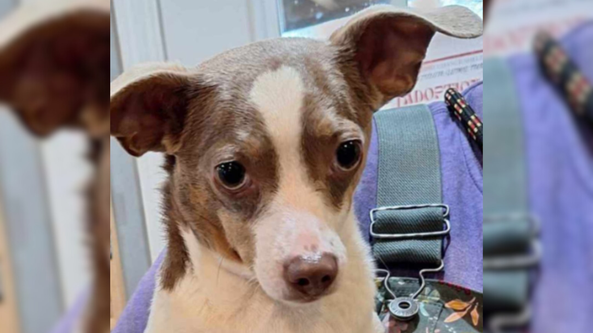 cute small brown and white dog