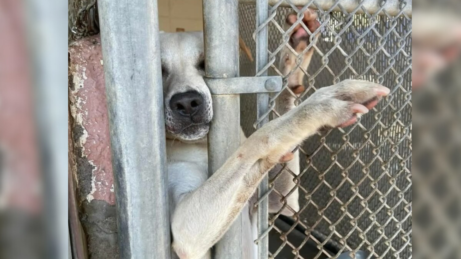 dog reaching out of a gate