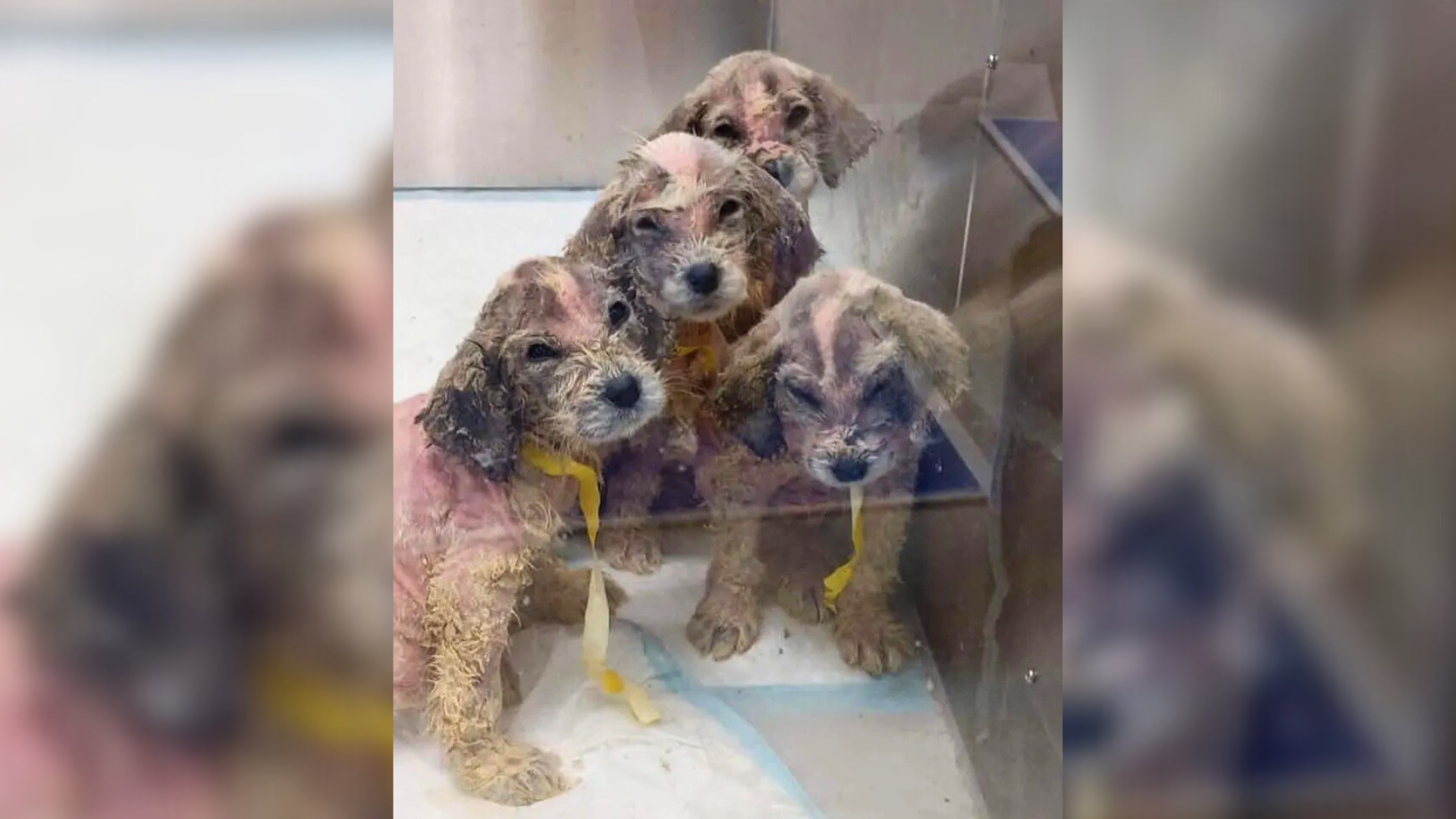 puppies with skin condition