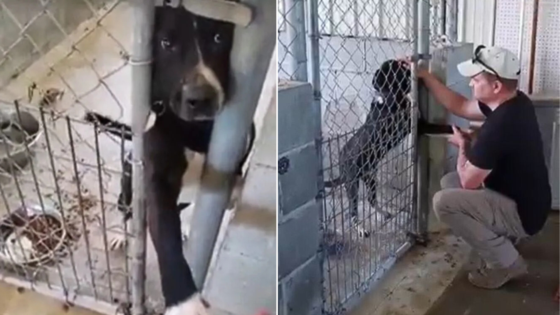 dog reaching out through kennel gate
