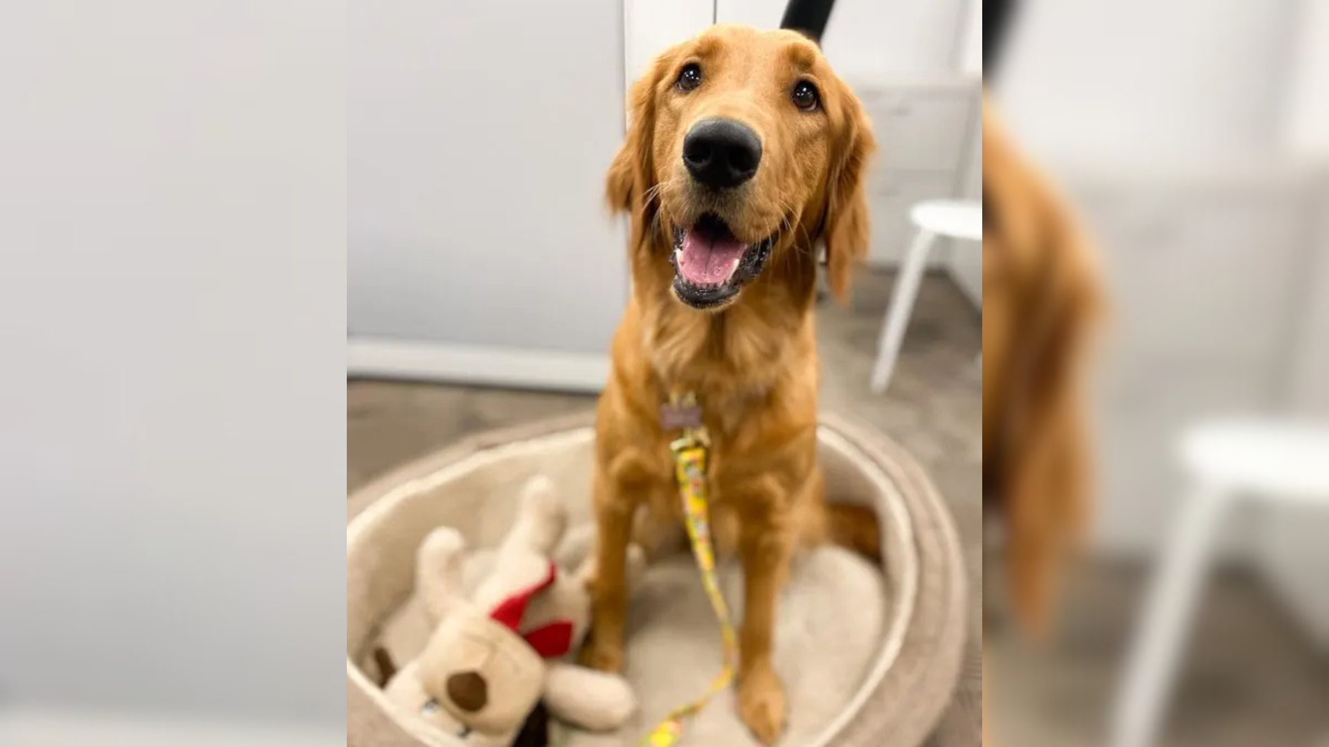 golden retriever dog