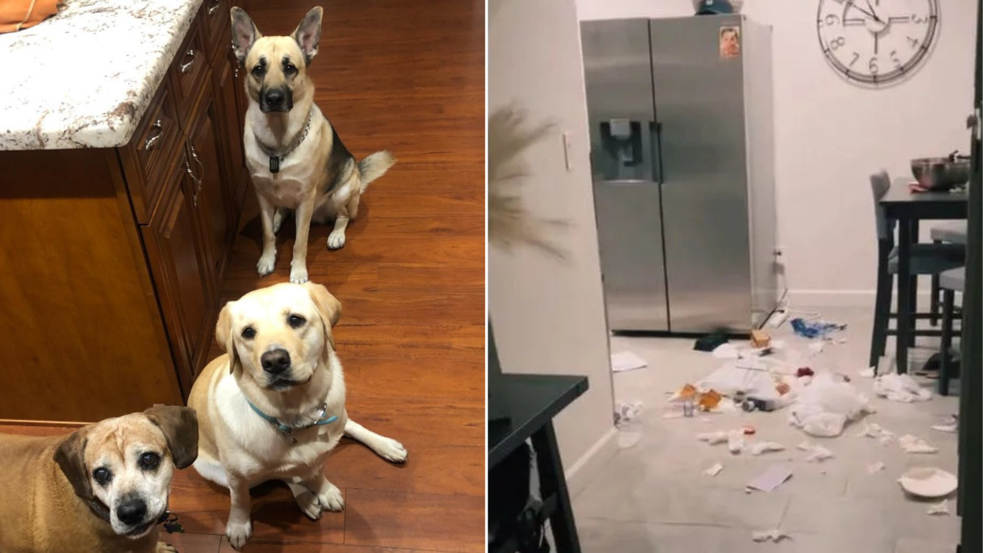 two dogs caused a mess
