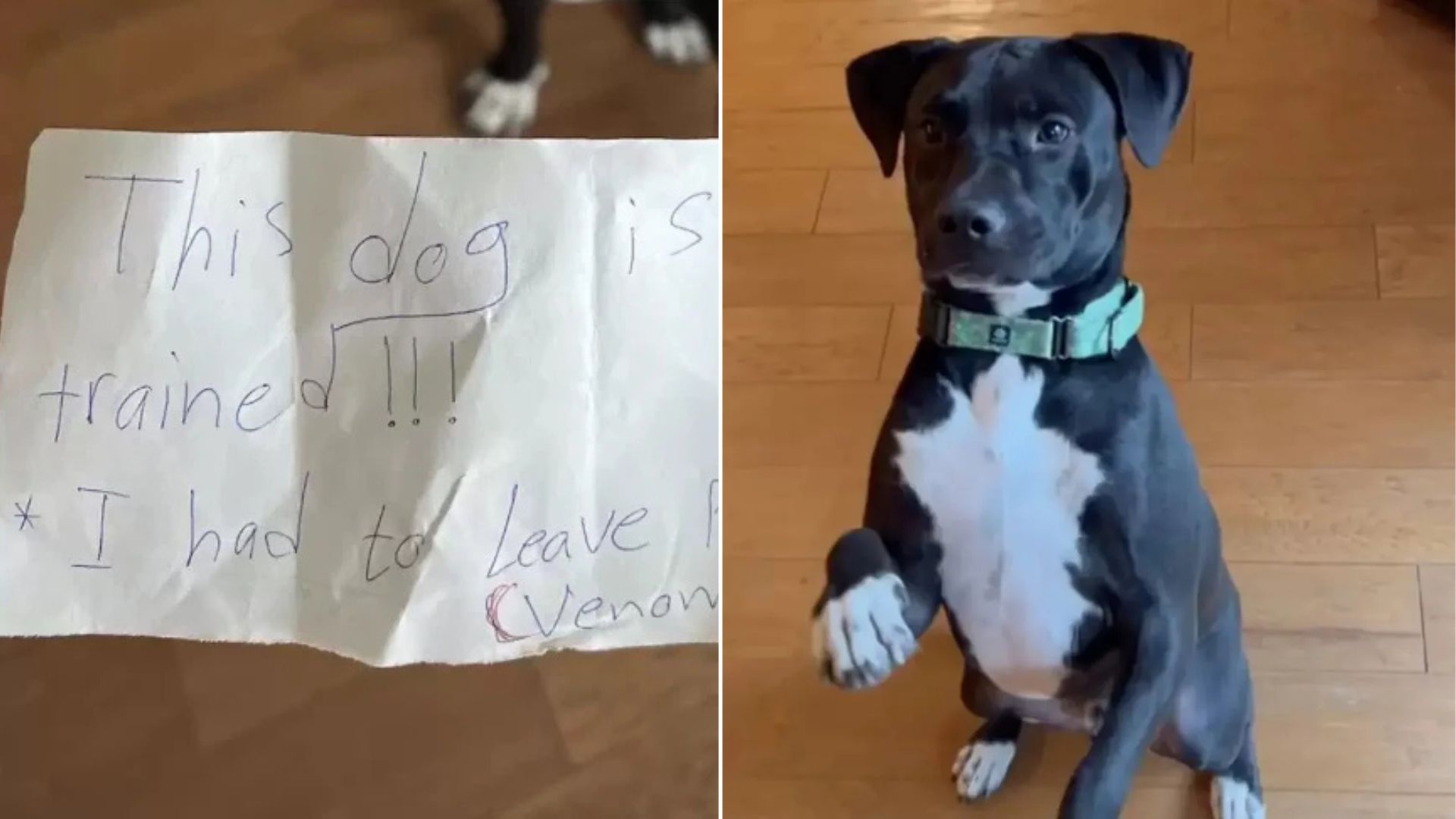 sweet black dog with note