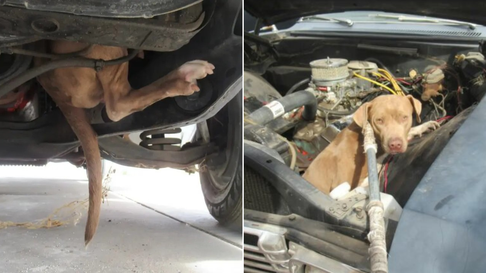 dog inside car engine