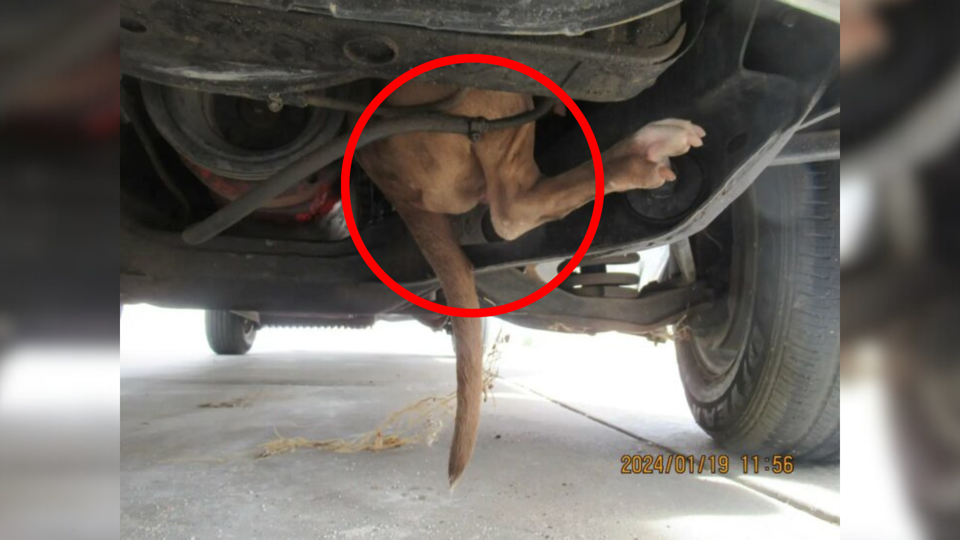 dog tangled into car