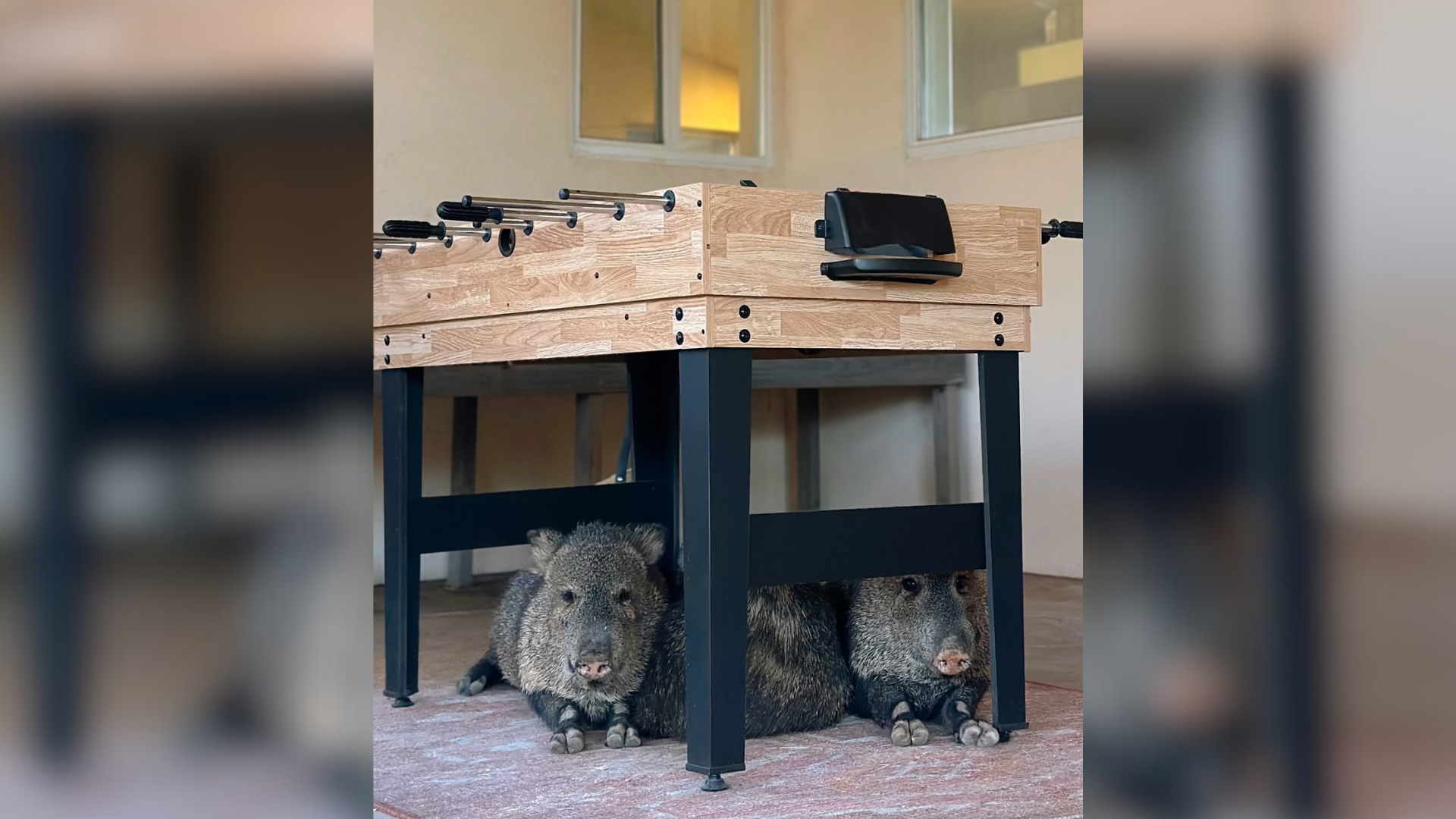 javelinas resting indoors