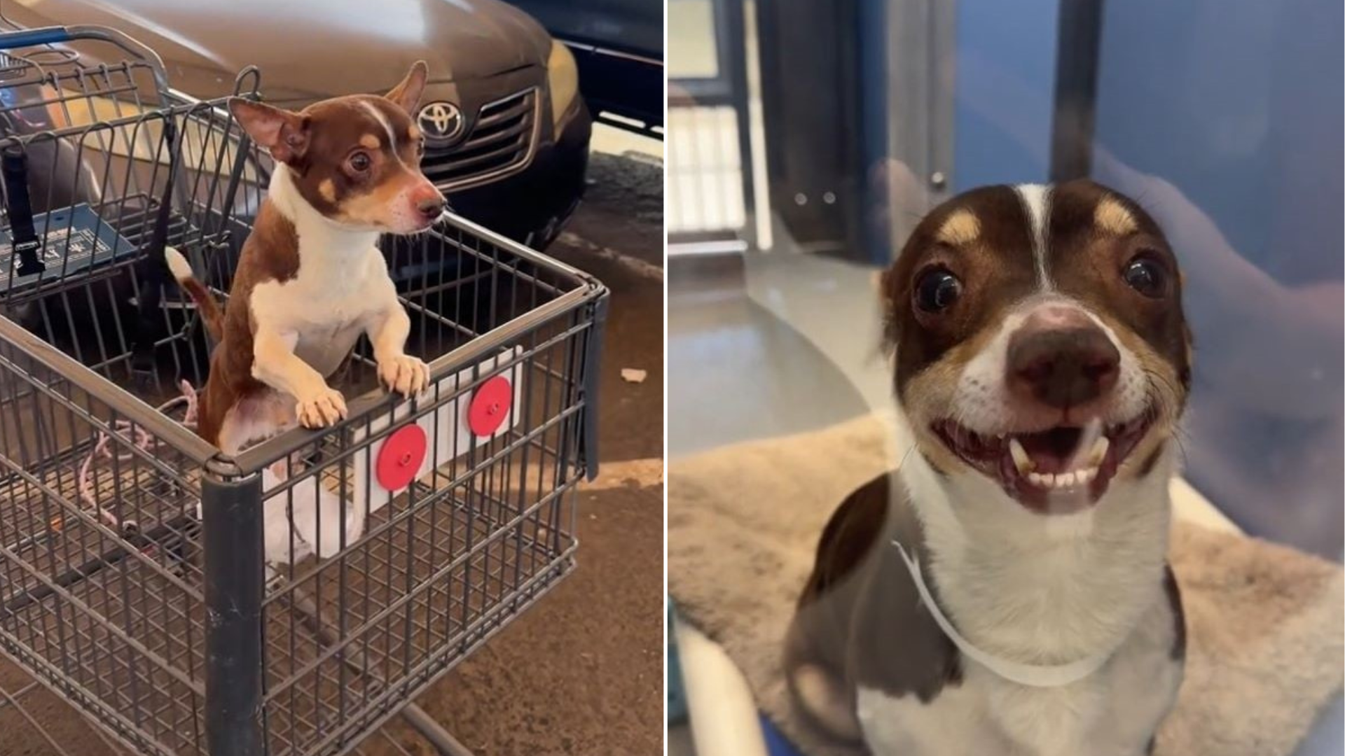 puppy in grocery cart