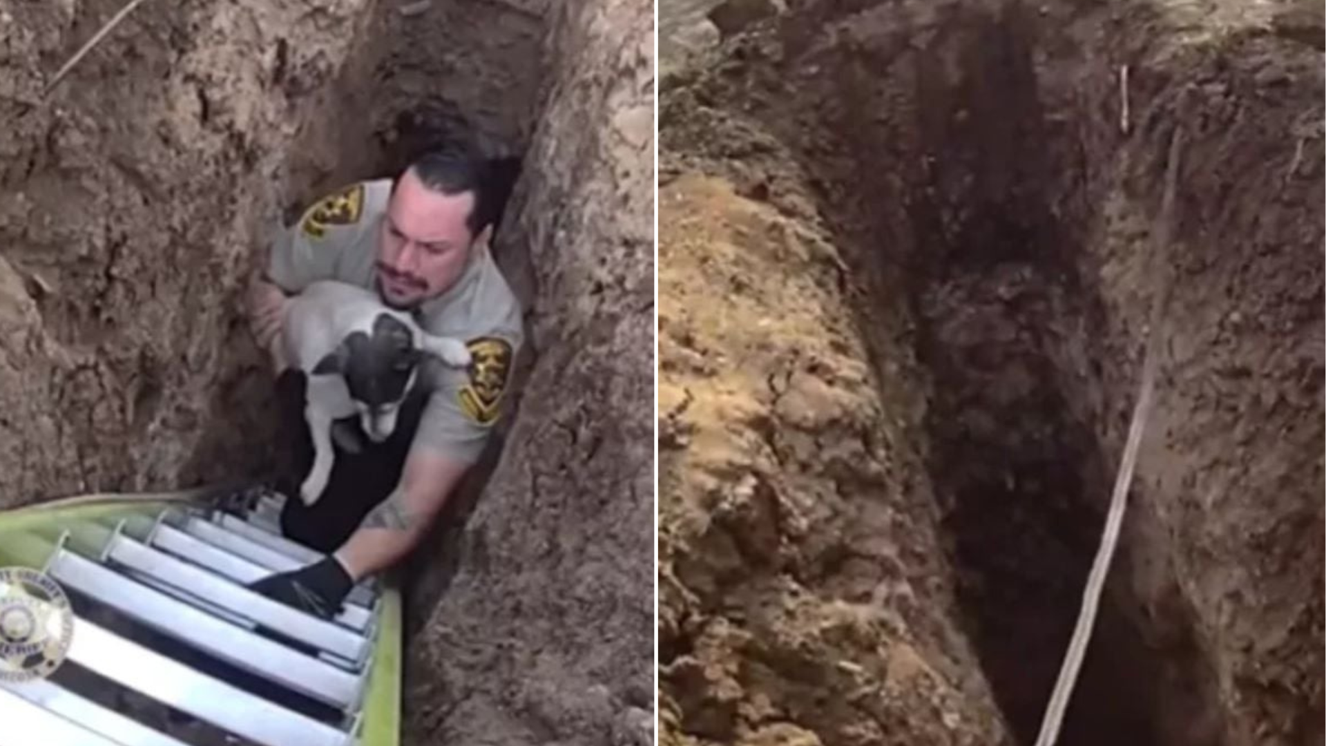 man rescuing dog from pit