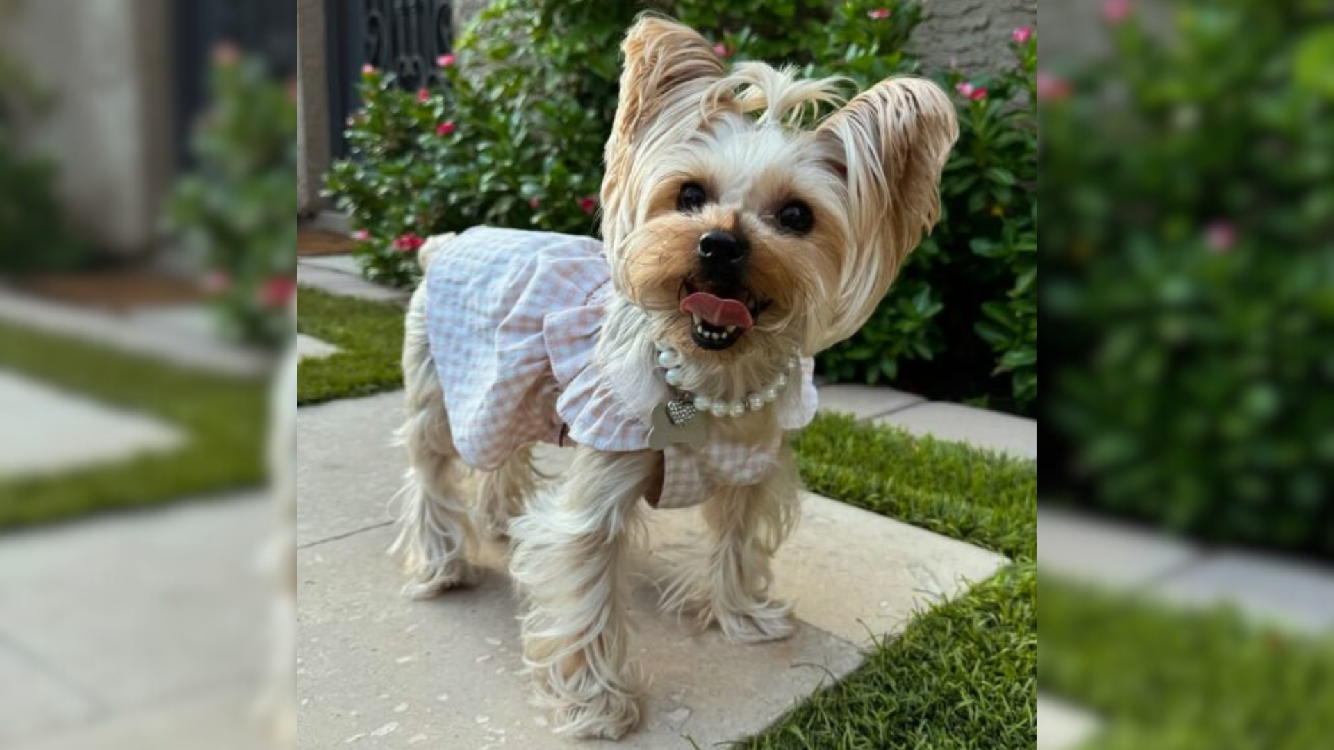 small yorkie dressed up