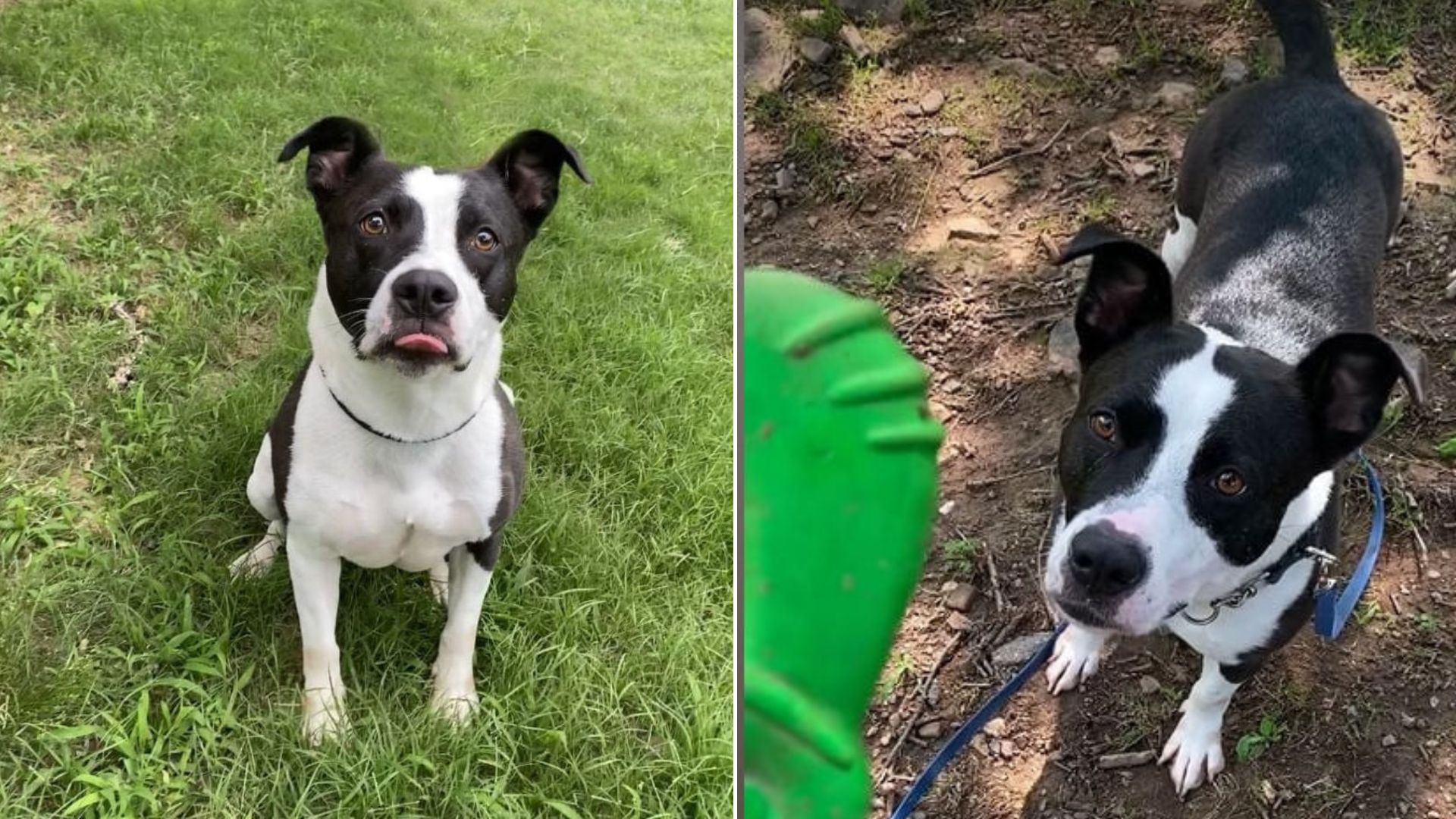 adorable black and white dog
