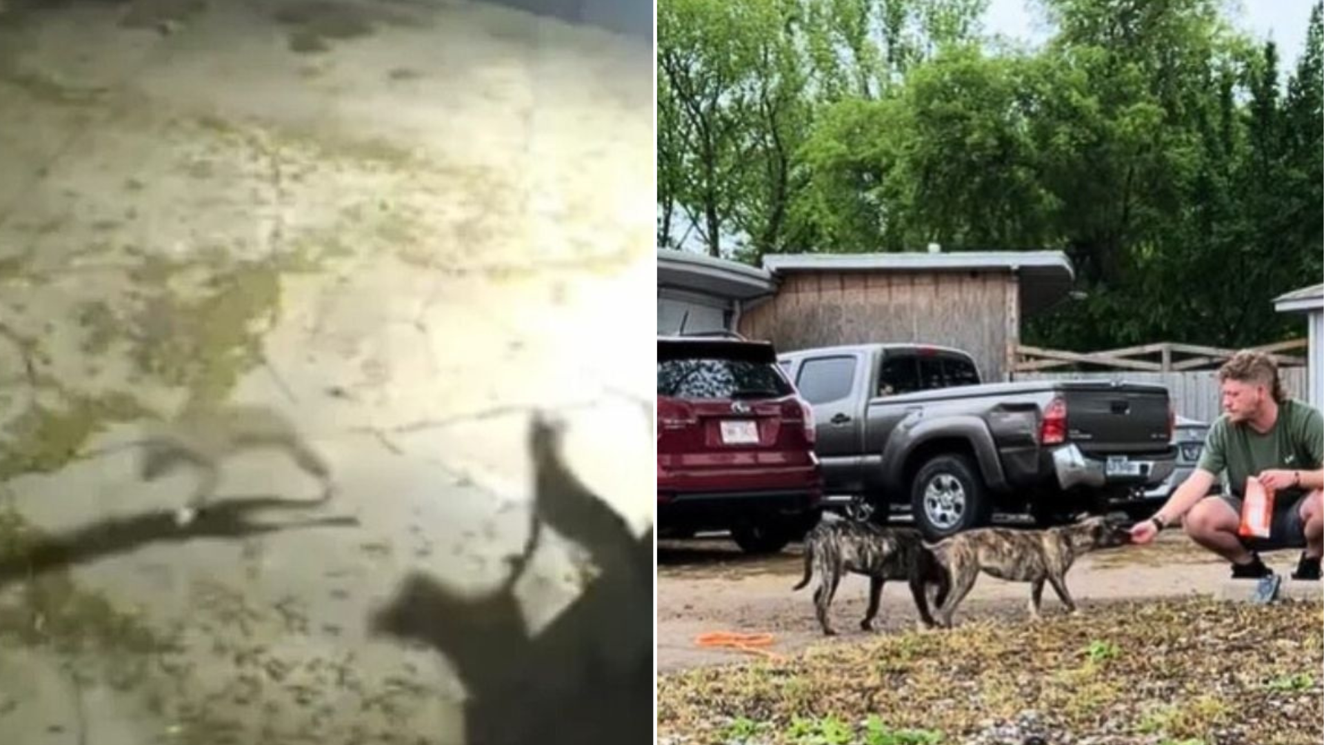 camera footage of dogs