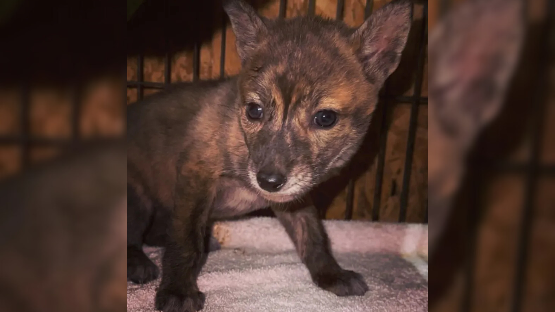 baby animal that looks like a fox