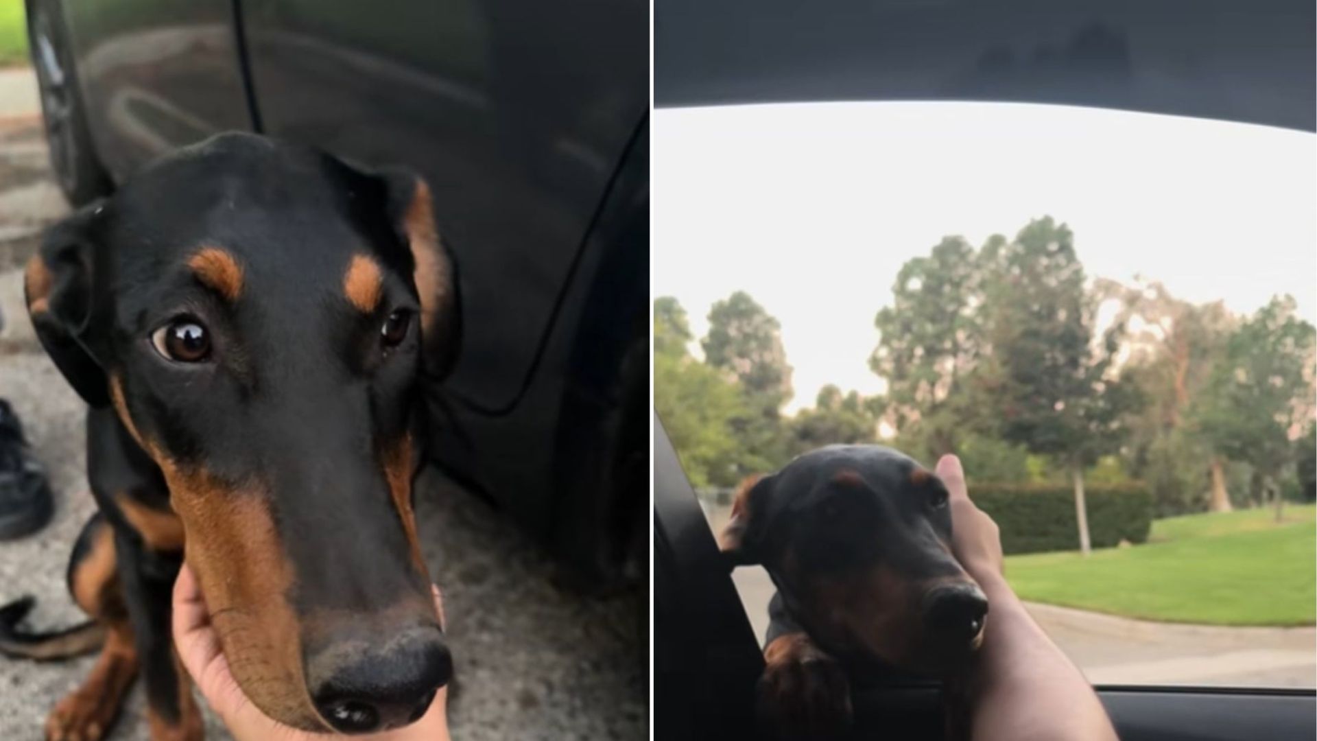 sweet Doberman