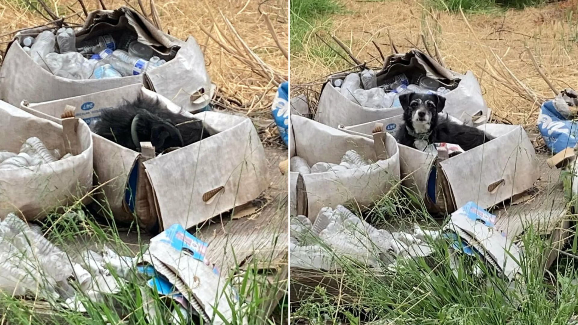 dog in a cardboard box