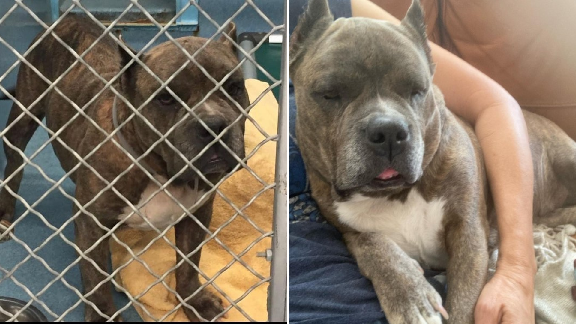 dog before and after adoption from shelter