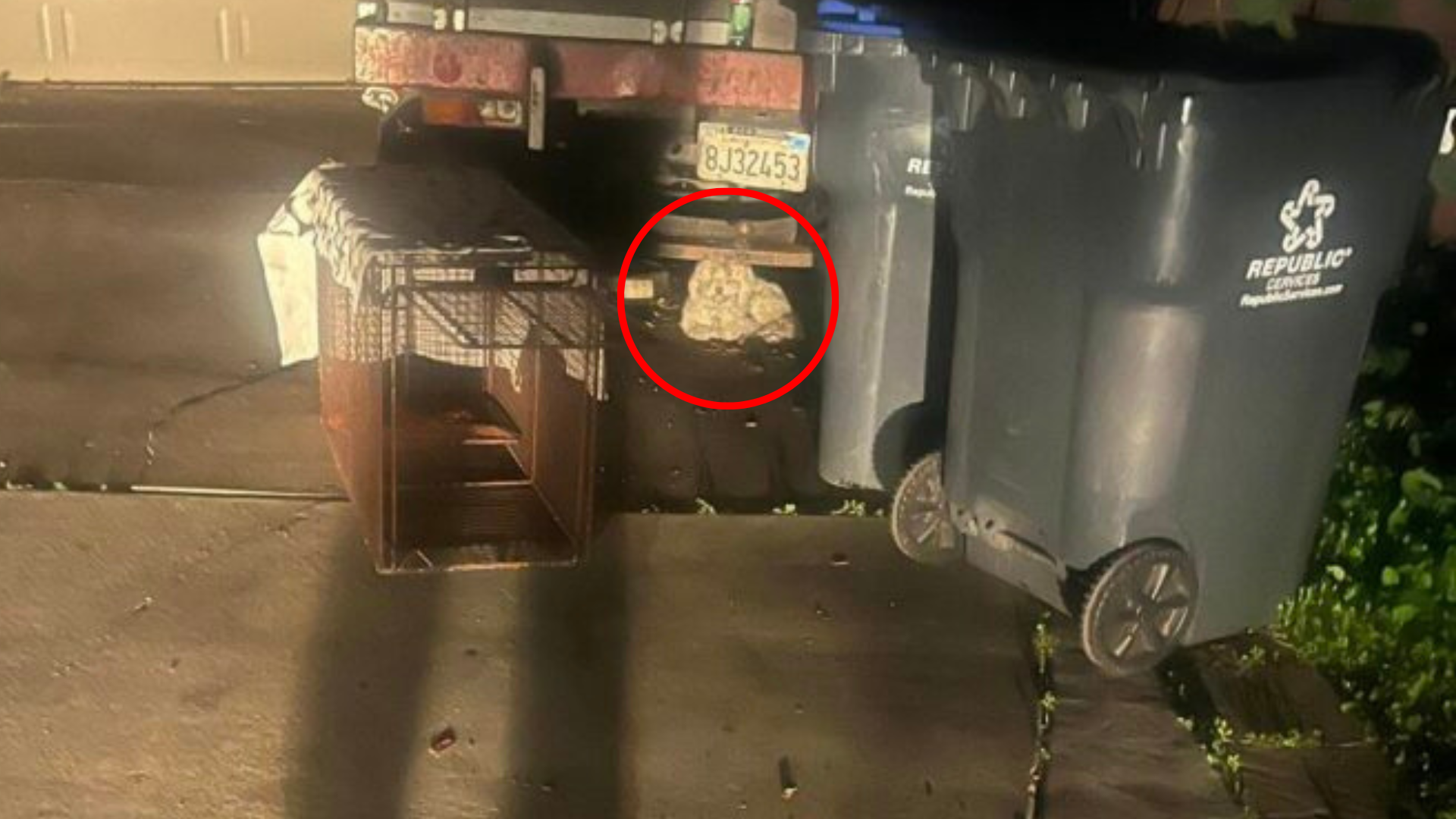 dog hiding under truck