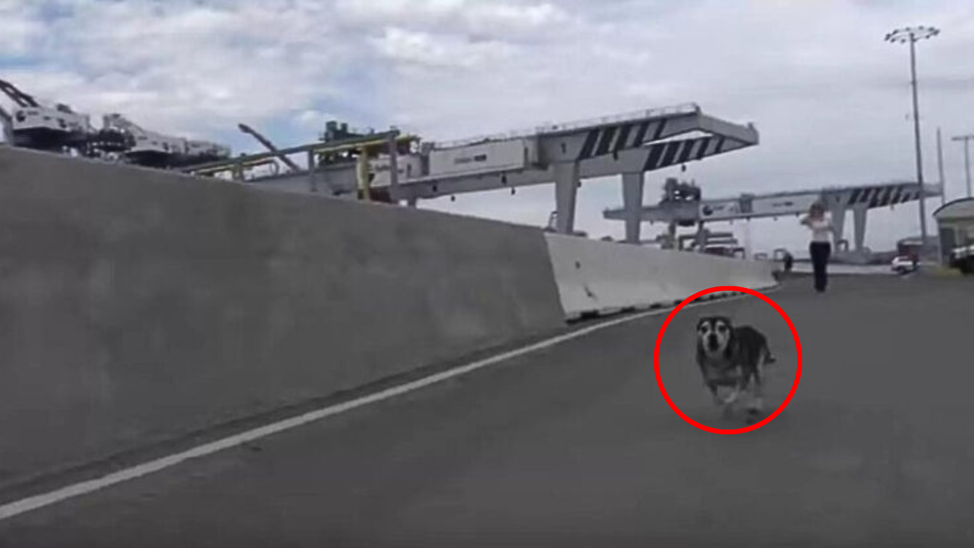 stray dog in the street