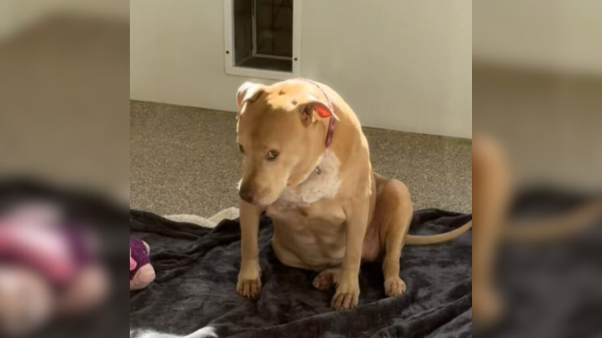 sad dog on the floor