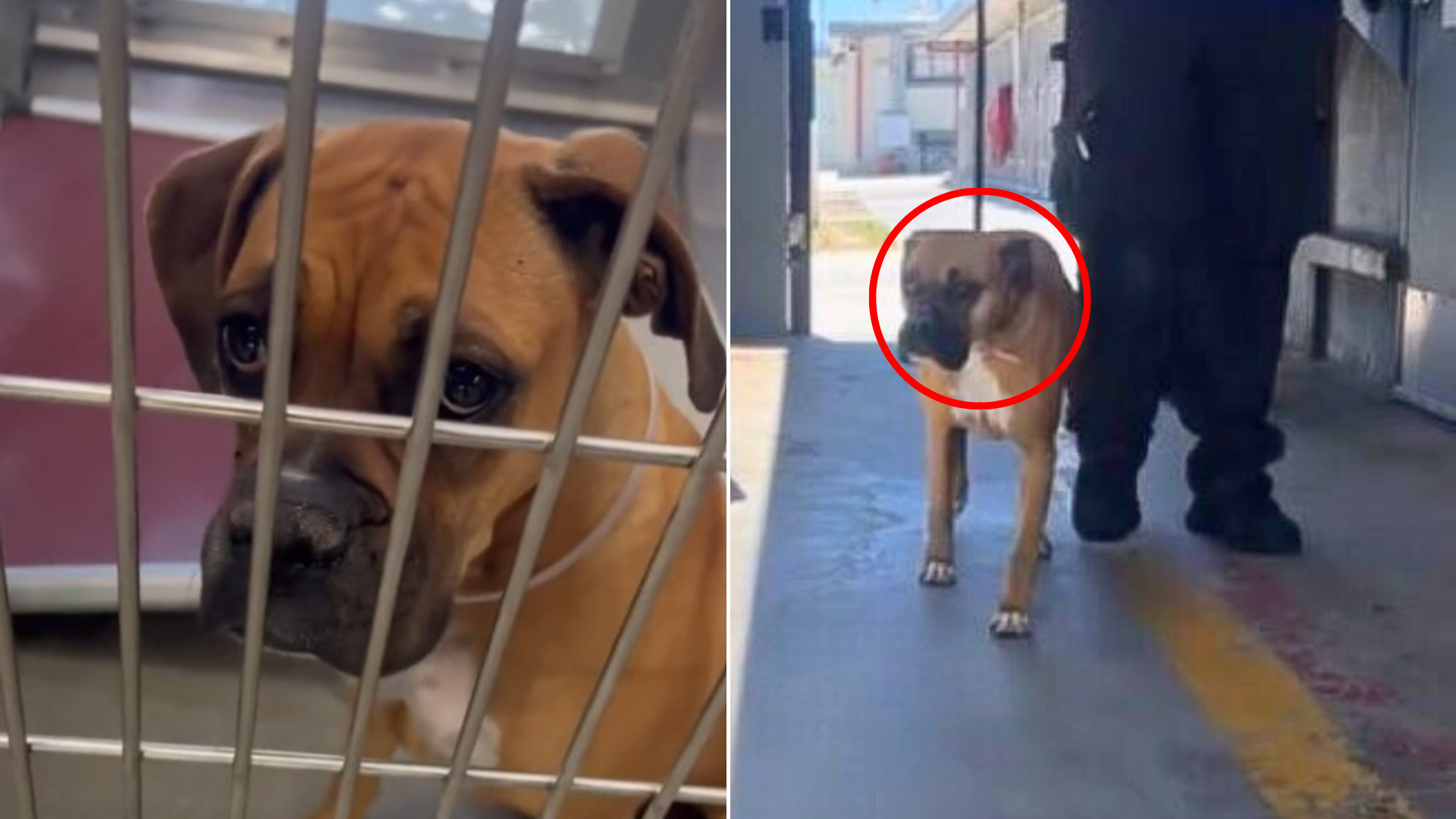 shelter dog on a walk