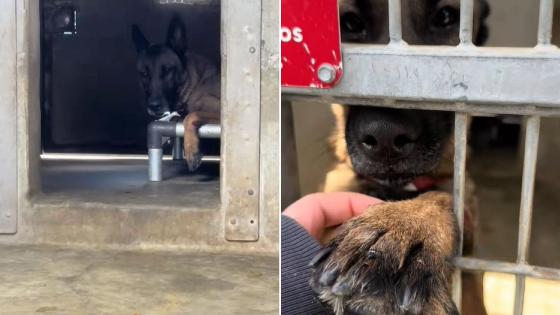 dog pressing paw through kennel bars