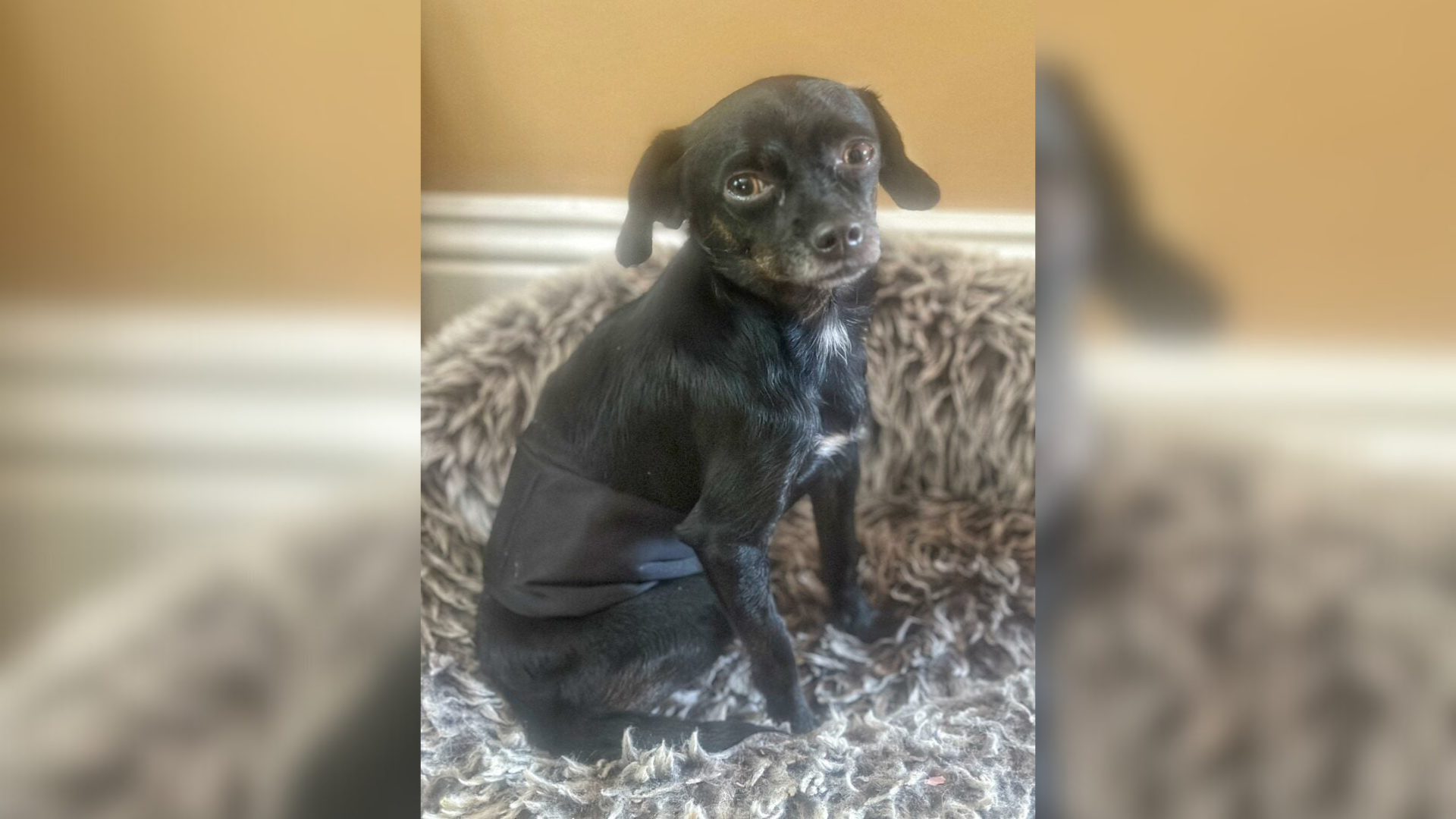 small black dog in a dog bed
